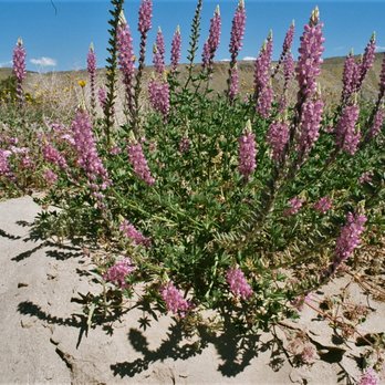 Coyote Canyon - Colorful purple flowers at edge of dry wash in Coyote Canyon. Mountains in distance. - Active Life Near Me - Borrego Springs, California Coyote Canyon - Colorful purple flowers at edge of dry wash in Coyote Canyon. Mountains in distance. - Active Life Near Me - Borrego Springs, California