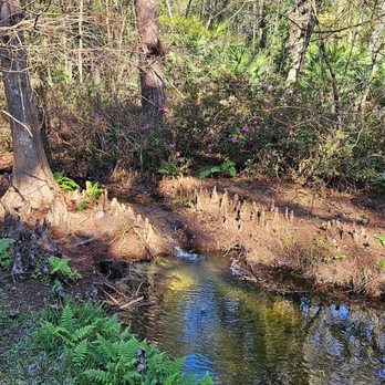 Ravine Gardens State Park - Parks Near Me - Palatka, Florida