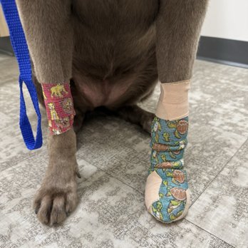 UrgentVet - Chesapeake - Veterinarians Near Me - Chesapeake, Virginia UrgentVet - Chesapeake - Veterinarians Near Me - Chesapeake, Virginia