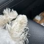 Photo of Pooch Hotel Newton