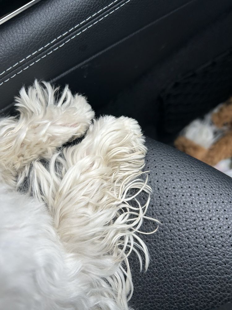 POOCH HOTEL NEWTON Updated September 2024 40 Photos & 97 Reviews