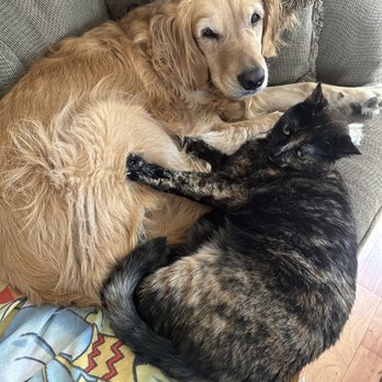 K-SEE Home Services - The nosy cat and dog - Appliances & Repair Near Me