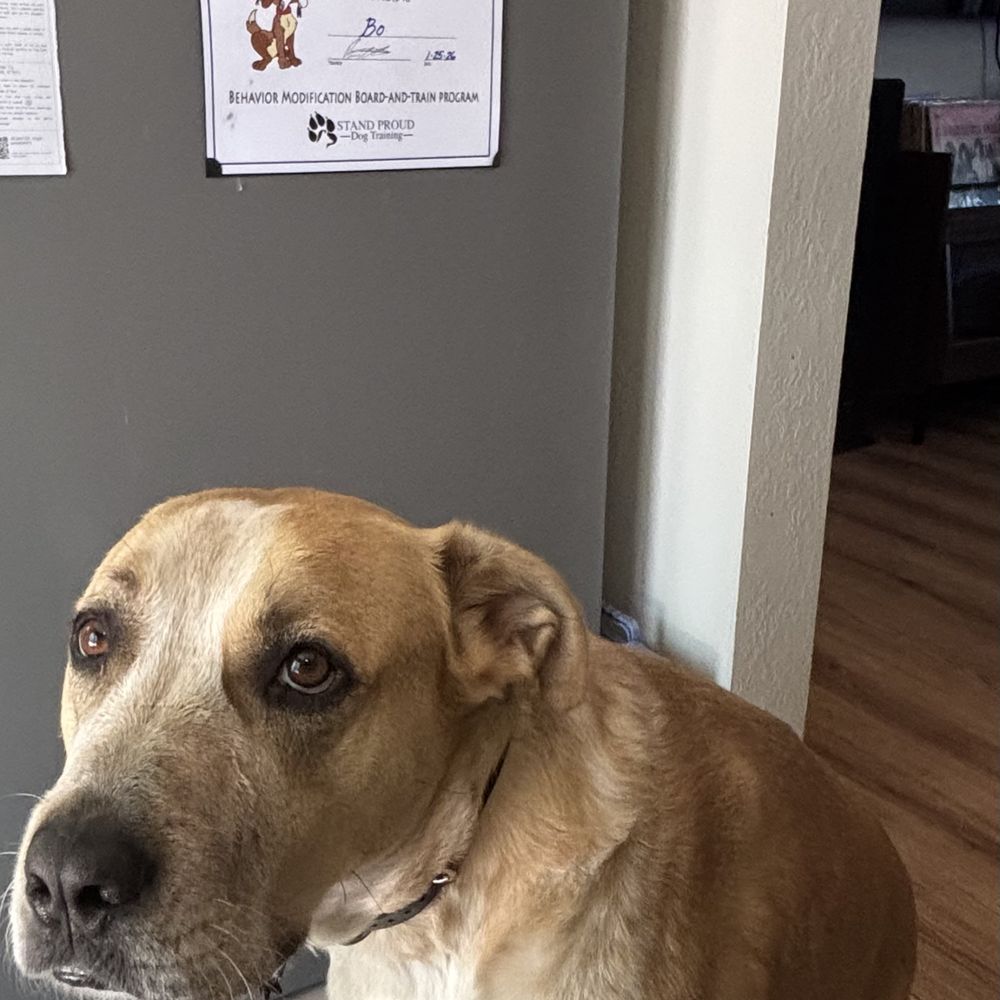 Stand Proud Dog Training - his diploma :) - Pet Training Near Me - Reno, Nevada Stand Proud Dog Training - his diploma :) - Pet Training Near Me - Reno, Nevada