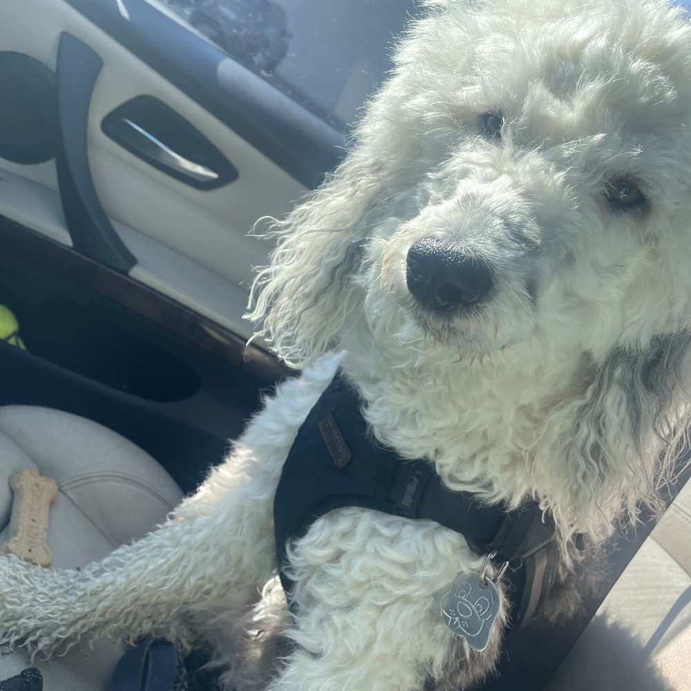 Fitti's Espresso - Winston and the bone they gave him! - Coffee & Tea Near Me - Kansas City, Missouri Fitti's Espresso - Winston and the bone they gave him! - Coffee & Tea Near Me - Kansas City, Missouri