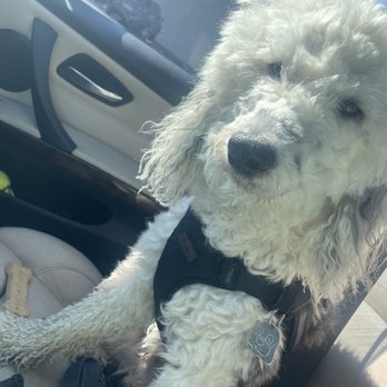Fitti's Espresso - Winston and the bone they gave him! - Coffee & Tea Near Me - Kansas City, Missouri