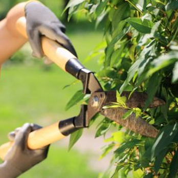 Ruiz Landscaping - a man trimming a tree - Landscaping Near Me Ruiz Landscaping - a man trimming a tree - Landscaping Near Me