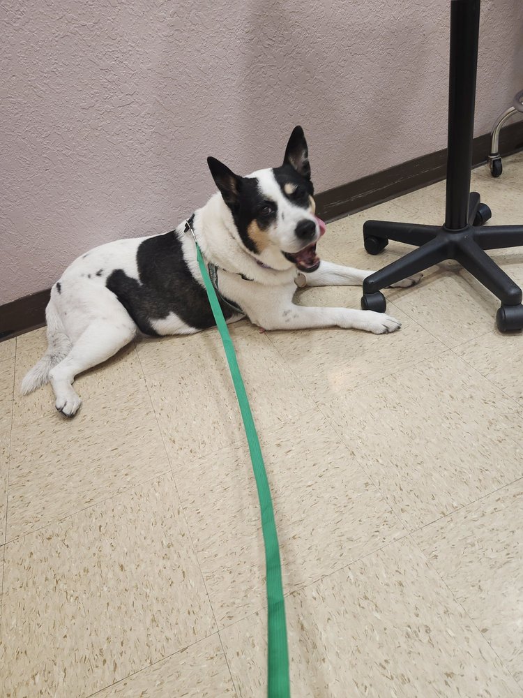 Northwest Animal Clinic & Hospital - pet boarding facility in Albuquerque, NM