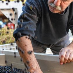 Paloma Vineyard - Winemaker, Sheldon Richards, working the harvested grapes.