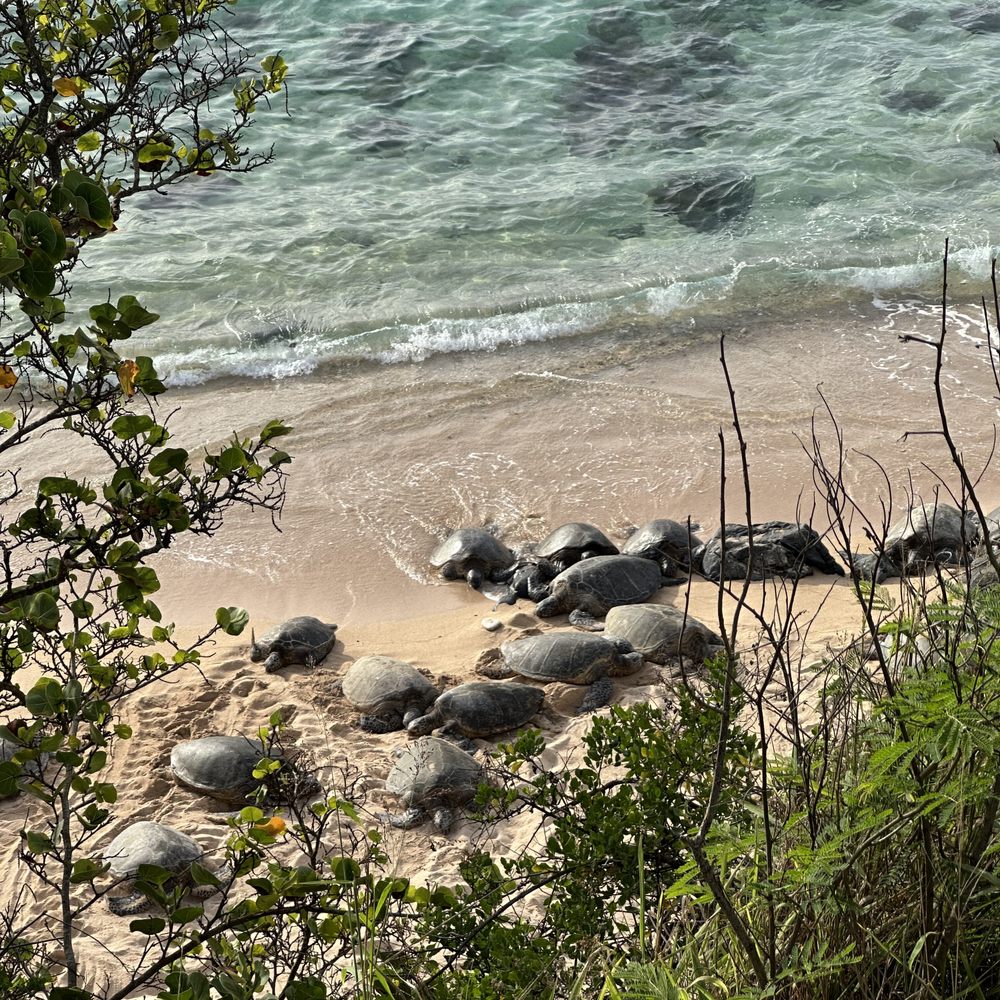 Valley Isle Excursions - Sea Turtles - Historical Tours Near Me - Wailuku, Hawaii