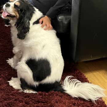 Shear Magic by Cinda & Michael - Our Cavalier King Charles spaniel - at her shaggy best! - Pet Groomers Near Me - Pleasanton, California Shear Magic by Cinda & Michael - Our Cavalier King Charles spaniel - at her shaggy best! - Pet Groomers Near Me - Pleasanton, California