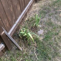 Nordic Lodge of Steamboat - Unattended plants