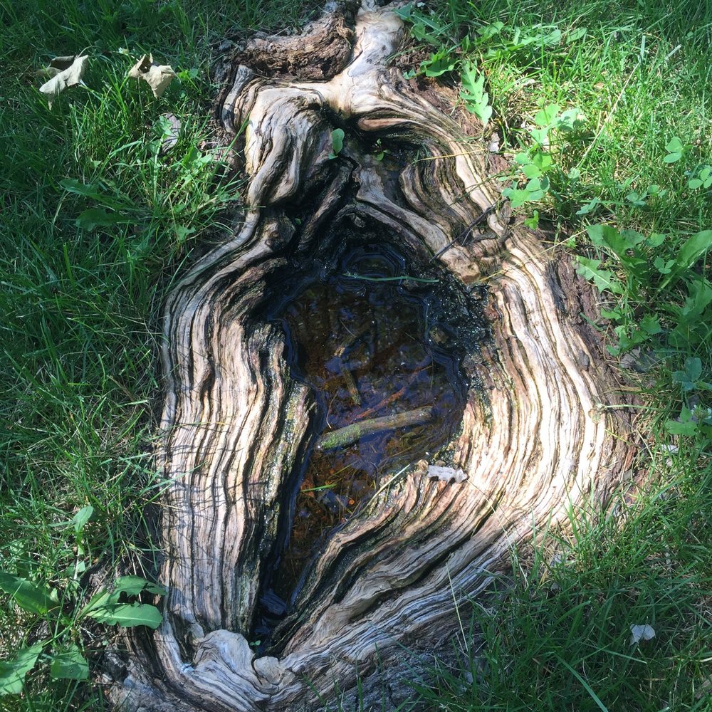 Yahara Place Park - Cool tree root - Parks Near Me - Madison, Wisconsin