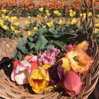Texas-Tulips - Nurseries & Gardening Near Me - Pilot Point, Texas