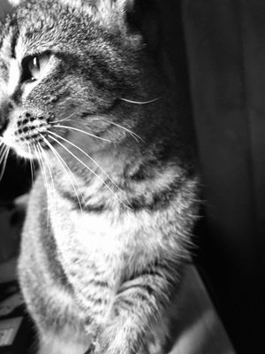 affordable care animal hospital