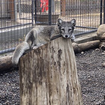 Cat Tales Wildlife Center - Buddy on his stump - Amusement Parks Near Me - Spokane, Washington Cat Tales Wildlife Center - Buddy on his stump - Amusement Parks Near Me - Spokane, Washington