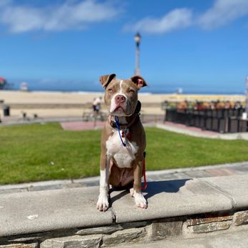 Off Leash K9 Training - Our sweet girl at the beach with Heather! - Pet Training Near Me - Murrieta, California Off Leash K9 Training - Our sweet girl at the beach with Heather! - Pet Training Near Me - Murrieta, California