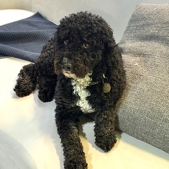 Doggy Doolil Daycare - Pet Training Near Me - Surrey, British Columbia Doggy Doolil Daycare - Pet Training Near Me - Surrey, British Columbia