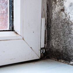 Texas License Professional - Mold on a window typically appears as black, green, or white patches along the edges of the glass, window frame, or sill.