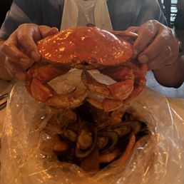 Dungeness Crab Dungeness Crab