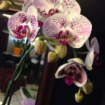The Best Flowers - Indigo Leopard Orchid - Florists Near Me - Los Angeles, California The Best Flowers - Indigo Leopard Orchid - Florists Near Me - Los Angeles, California