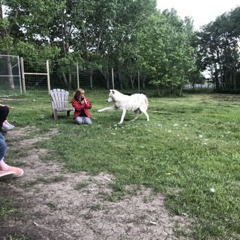 Yamnuska Wolfdog Sanctuary - showing off some tricks - Tours Near Me - Cochrane, Alberta Yamnuska Wolfdog Sanctuary - showing off some tricks - Tours Near Me - Cochrane, Alberta