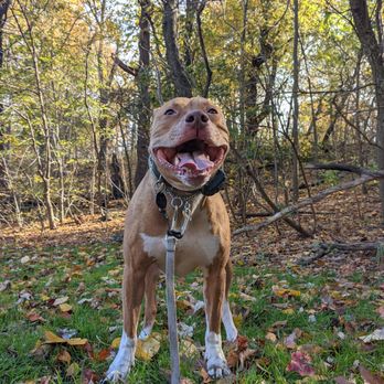 Dog Behaviorist - Pet Training Near Me - Brooklyn, New York