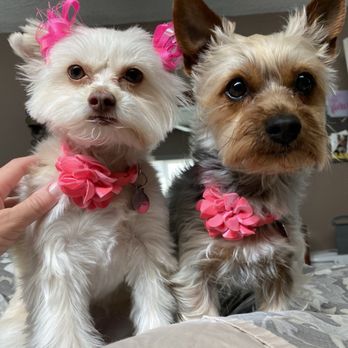 Ooh Puppy - Pet Groomers Near Me - La Mirada, California Ooh Puppy - Pet Groomers Near Me - La Mirada, California