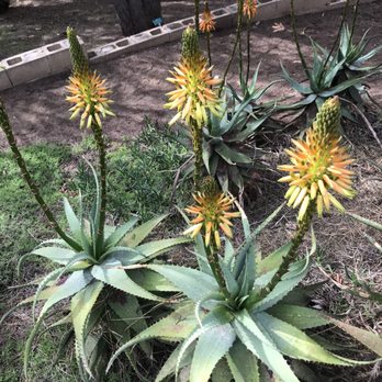 UCR Botanic Gardens - Botanical Gardens Near Me - Riverside, California