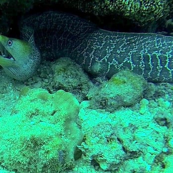 Hawaiian Diving Adventures - undulated moray - Scuba Diving Near Me - Honolulu, Hawaii Hawaiian Diving Adventures - undulated moray - Scuba Diving Near Me - Honolulu, Hawaii