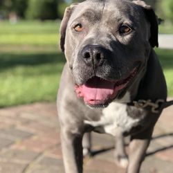 Cazztr0 Photography - I hired him for an entire day of taking pictures of my dogs- pictures I'll be able to have and cherish long after they are gone.