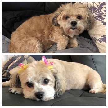 Just Pawfection - Before and after some serious grooming - Pet Groomers Near Me - Howard Beach, New York Just Pawfection - Before and after some serious grooming - Pet Groomers Near Me - Howard Beach, New York