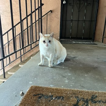Ashwood Apartments - Cat - Apartments Near Me - Lakeside, California Ashwood Apartments - Cat - Apartments Near Me - Lakeside, California