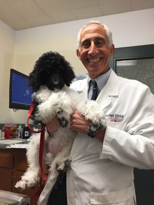 vca madera pet hospital