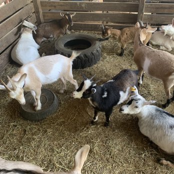 ​Happi Farm - goats :) - Community Service/Non-Profit Near Me - Davie, Florida