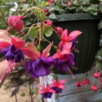 Maas Nursery - Nurseries & Gardening Near Me - Seabrook, Texas Maas Nursery - Nurseries & Gardening Near Me - Seabrook, Texas