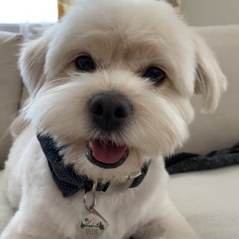 Pawsitive Pet Grooming - Teddy bear face cut - Pet Groomers Near Me - Covina, California Pawsitive Pet Grooming - Teddy bear face cut - Pet Groomers Near Me - Covina, California