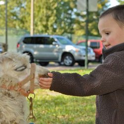 Picnic People - Picnic People | Petting Zoo
