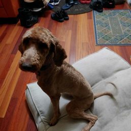 This is the job PetSmart did to my standard poodle on November 22 2021.