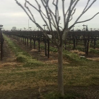 Harney Lane Vineyards - Vines! - Wineries Near Me - Lodi, California Harney Lane Vineyards - Vines! - Wineries Near Me - Lodi, California