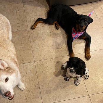 Von Riesig Kennel - Waiting with her sisters for a treat. - Pet Breeders Near Me Von Riesig Kennel - Waiting with her sisters for a treat. - Pet Breeders Near Me