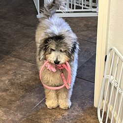 Scottsdale Pet Salon - Someone's ready to roll!
