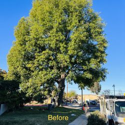 New Generation TreeScape - Trimmed of a big Ash tree