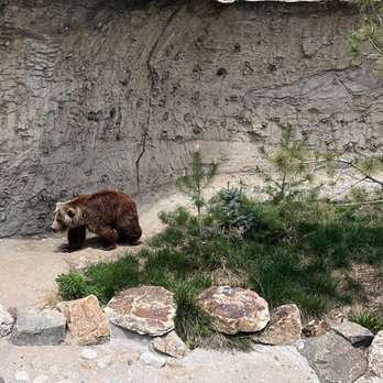 Denver Zoo - Bear - Zoos Near Me - Denver, Colorado Denver Zoo - Bear - Zoos Near Me - Denver, Colorado