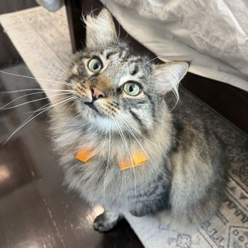 Eagle Mobile Pet Grooming - Pet Groomers Near Me Eagle Mobile Pet Grooming - Pet Groomers Near Me