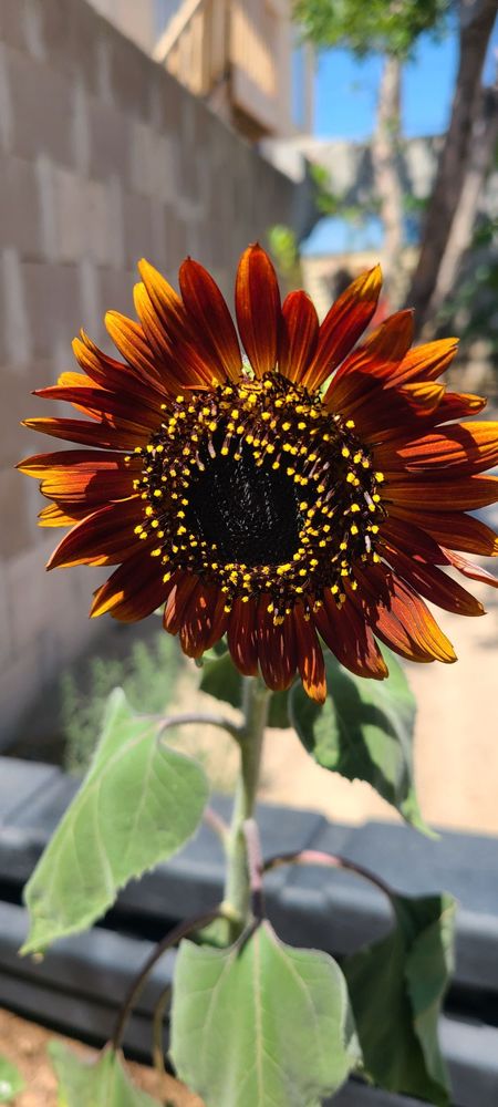 ABQ Childrens Academy - childcare center in Albuquerque, NM