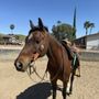Photo of Equestrian Games Riding Academy