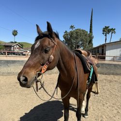 Equestrian Games Riding Academy - My handsome boy smash who is in training with cici