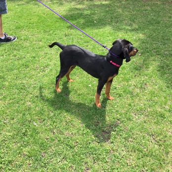 Dane County Humane Society - Took her out for a little walk... - Animal Shelters Near Me - Madison, Wisconsin Dane County Humane Society - Took her out for a little walk... - Animal Shelters Near Me - Madison, Wisconsin