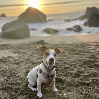 Francis Metcalf Dog Training - Mia - @mia.therussell - Pet Training Near Me Francis Metcalf Dog Training - Mia - @mia.therussell - Pet Training Near Me