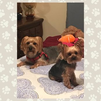 Elite Pet Service - Benny & Dolly - Pet Sitting Near Me Elite Pet Service - Benny & Dolly - Pet Sitting Near Me
